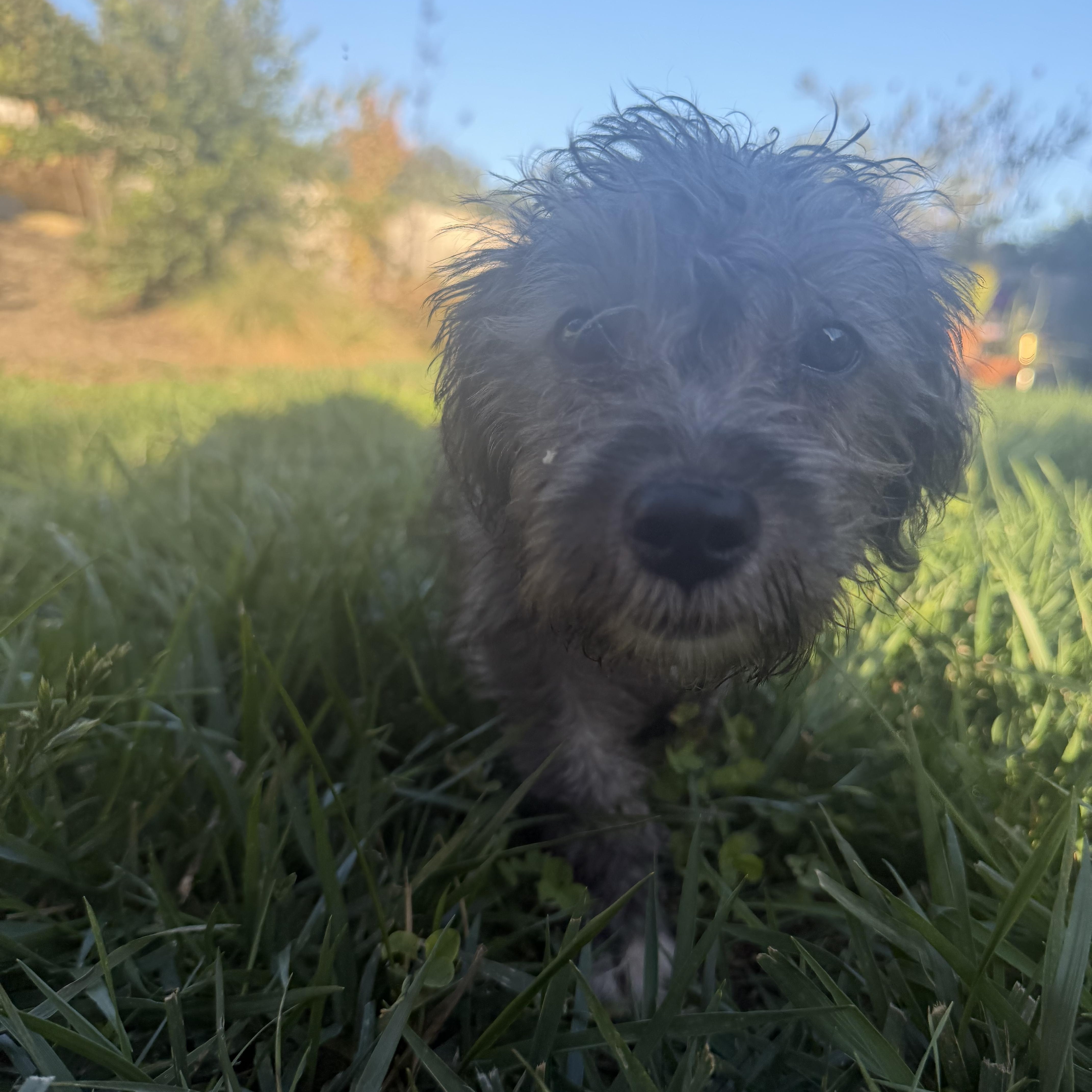 Pepper thumbnail 2