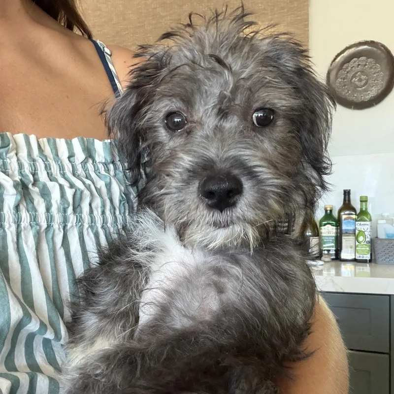 Pepper thumbnail 3