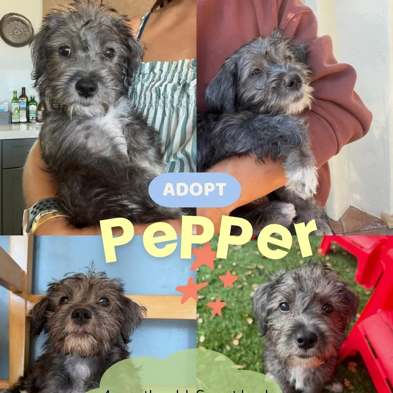 Pepper thumbnail 4