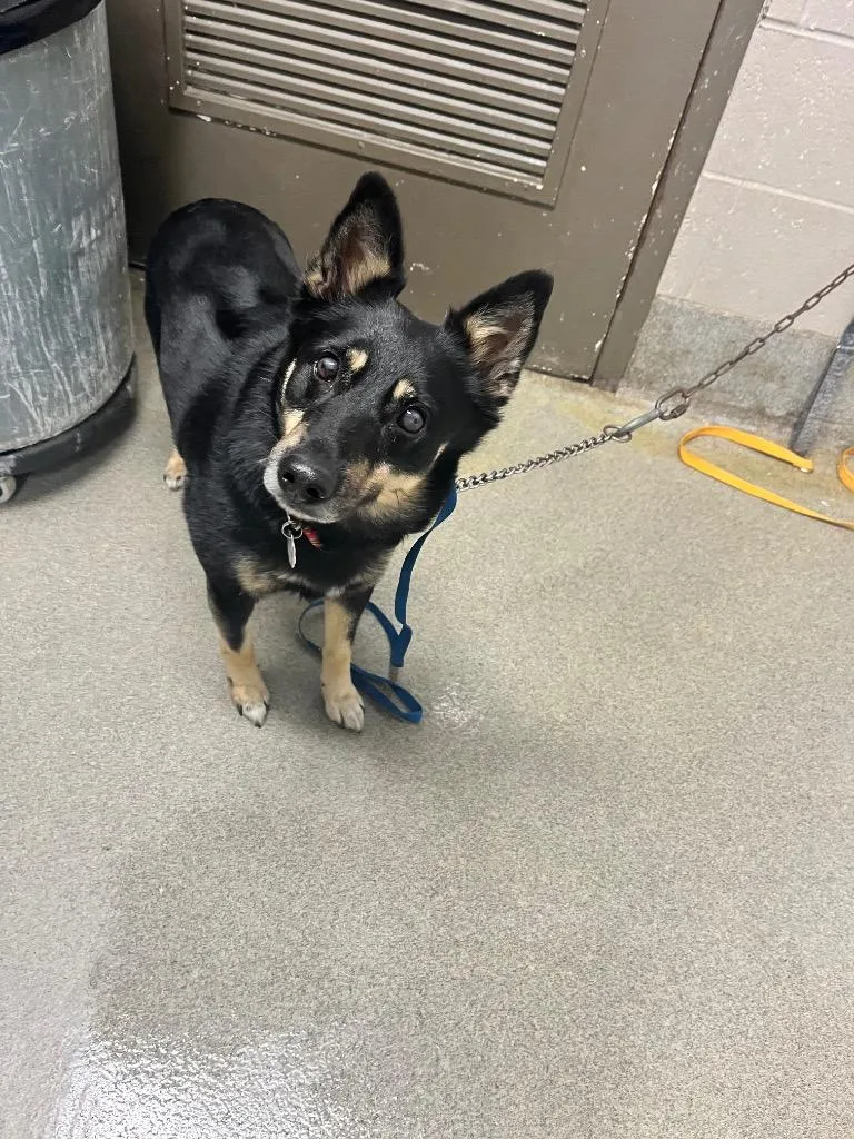 An adult medium-sized female Shepherd dog named Lucy Lou for adoption in Hopkinsville, KY