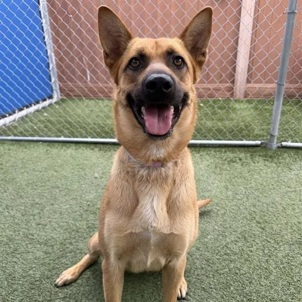An adult medium-sized female Red / Chestnut / Orange Shepherd dog named Lacey for adoption in Hawthorne, CA