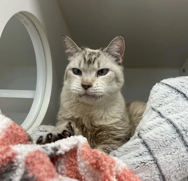 A senior medium-sized female Domestic Short Hair cat named Misha for adoption in Reisterstown, MD
