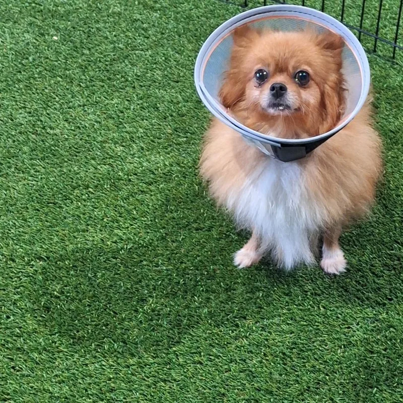 An adult small-sized female White / Cream Pomeranian dog named Bonbon for adoption in LOXAHATCHEE, FL