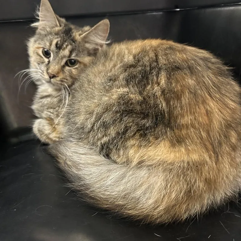 A young medium-sized female Torbie Domestic Medium Hair cat named Rowan for adoption in Oshkosh, WI