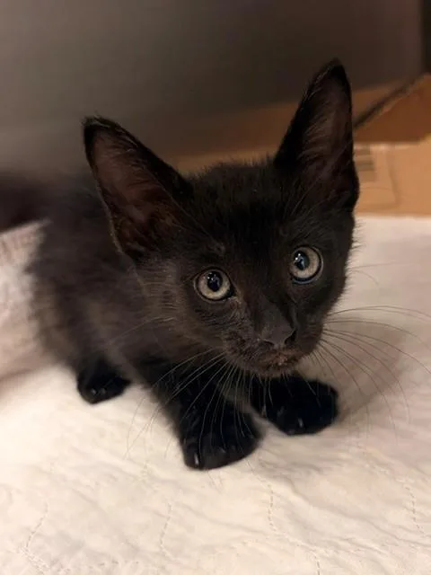 A baby small-sized male Domestic Short Hair cat named Benji for adoption in Baytown, TX