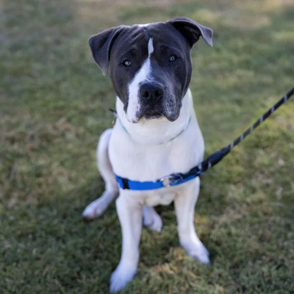 A young large-sized male Pit Bull Terrier dog named Magas for adoption in Dublin, CA