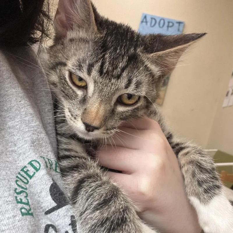 A baby small-sized male Brown / Chocolate Domestic Short Hair cat named Shortie for adoption in Las Vegas, NV