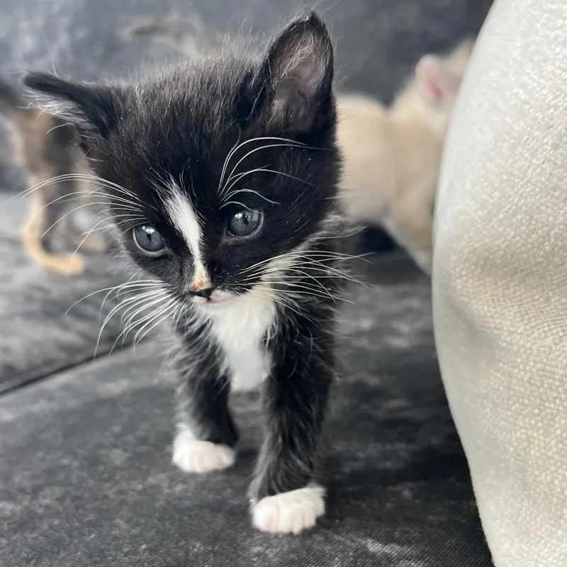 A baby small-sized male Black Domestic Short Hair cat named Fieval for adoption in Grantsville, UT
