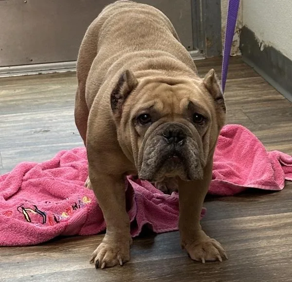 An adult medium-sized female English Bulldog dog named Guppy for adoption in San Diego, CA