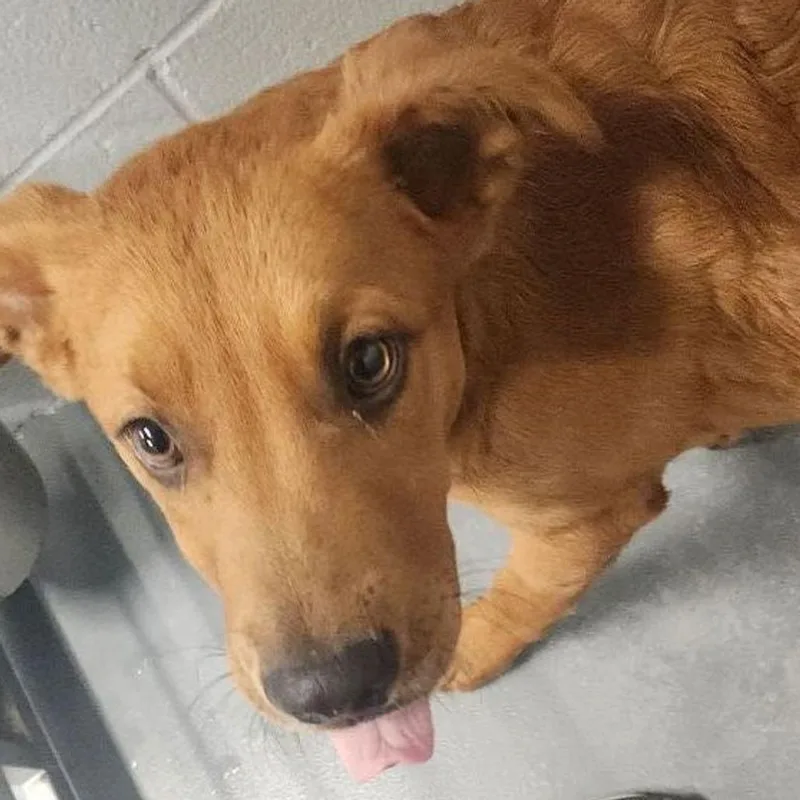 A young medium-sized male Brown / Chocolate Shepherd dog named Kiddo for adoption in Kanab, UT