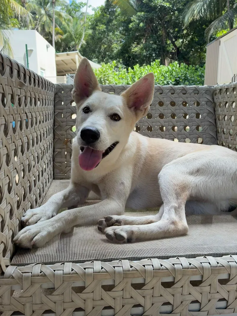 An adult medium-sized male White / Cream Husky dog named Ghost for adoption in Rio Grande , PR