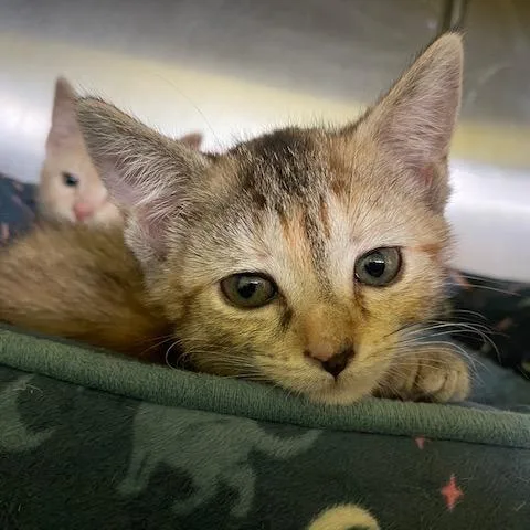 A baby small-sized female Orange / Red Domestic Short Hair cat named Giraffe for adoption in Dayton, OH