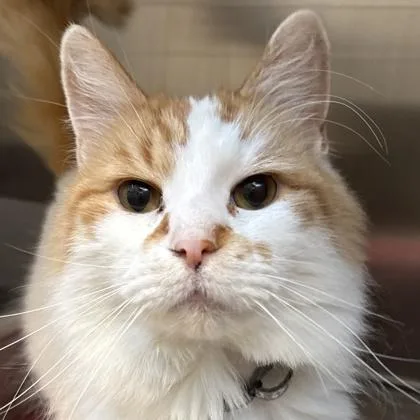 Freddie thumbnail 2