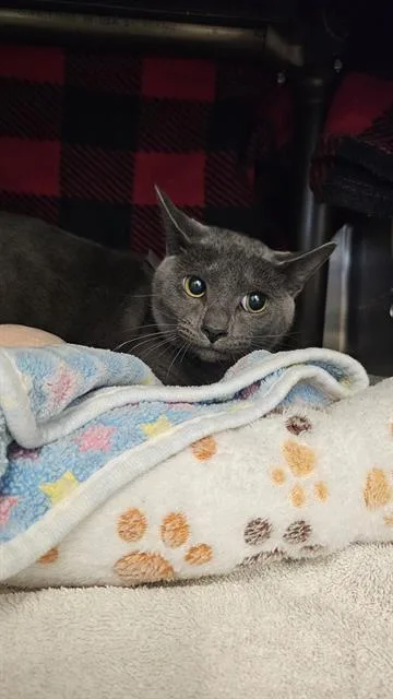 A young medium-sized male Domestic Short Hair cat named Taco for adoption in Houston, TX