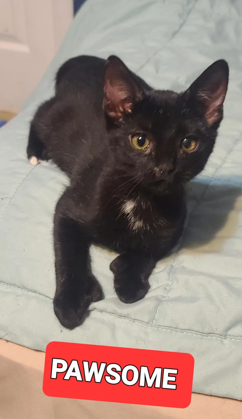 A baby medium-sized male Extra-Toes Cat / Hemingway Polydactyl cat named Pawsome for adoption in Elgin, SC