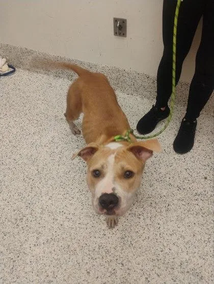 An adult large-sized female American Bulldog dog named Pupcake for adoption in Atlanta, GA
