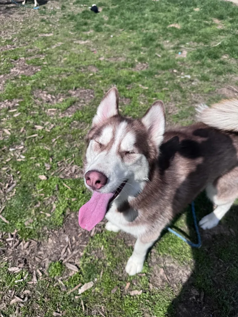 An adult medium-sized male Red / Chestnut / Orange Husky dog named Canelo for adoption in Yorkville, IL