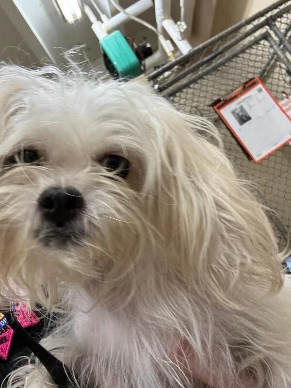 An adult small-sized female White / Cream Mixed Breed dog named Honey for adoption in Cincinnati, OH