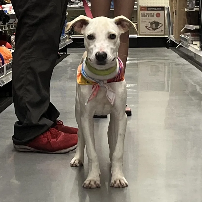 A baby medium-sized male Yellow / Tan / Blond / Fawn Mixed Breed dog named Waffles for adoption in Bennettsville, SC
