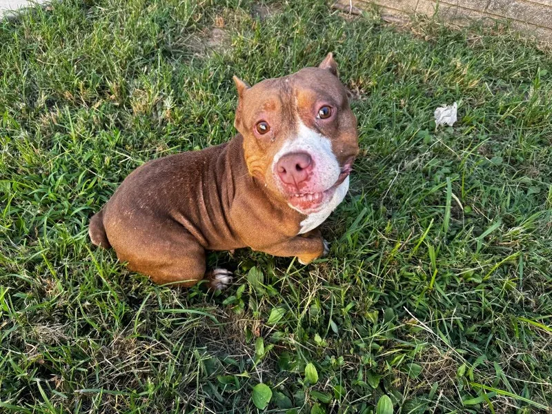 An adult medium-sized female Mixed Breed dog named Zena for adoption in Shelbyville, TN