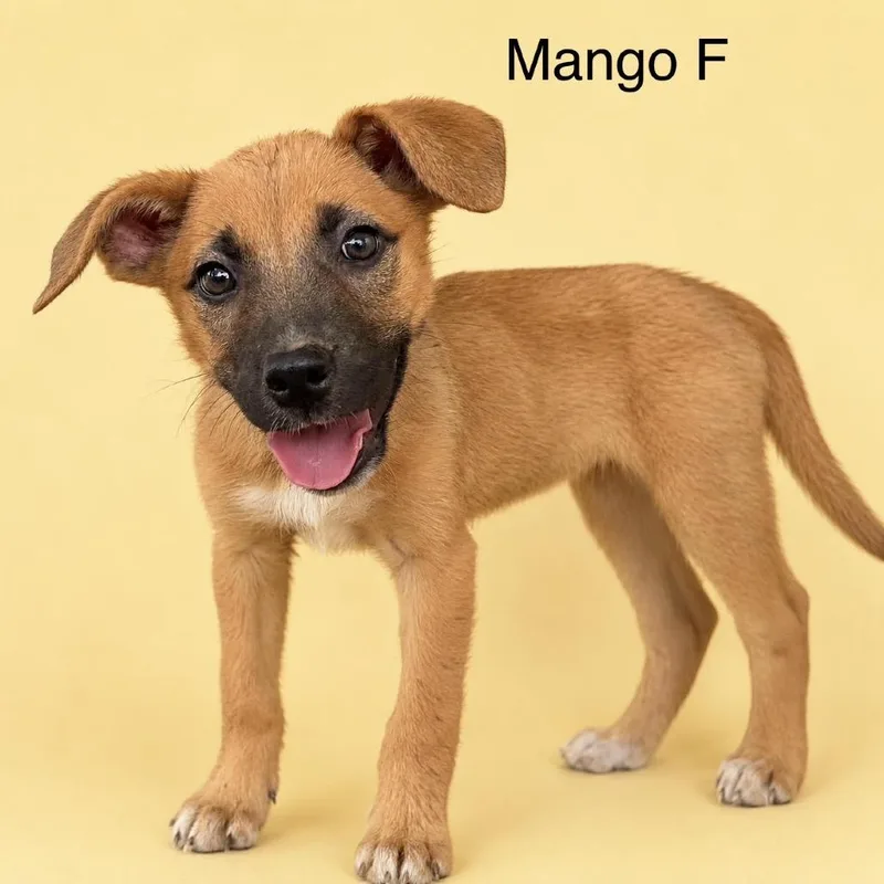 A baby medium-sized female Yellow / Tan / Blond / Fawn Mixed Breed dog named Mango for adoption in Bend, OR