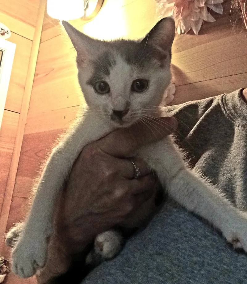 A baby small-sized female Dilute Calico cat named Dolly C DiRusso for adoption in Saunderstown, RI