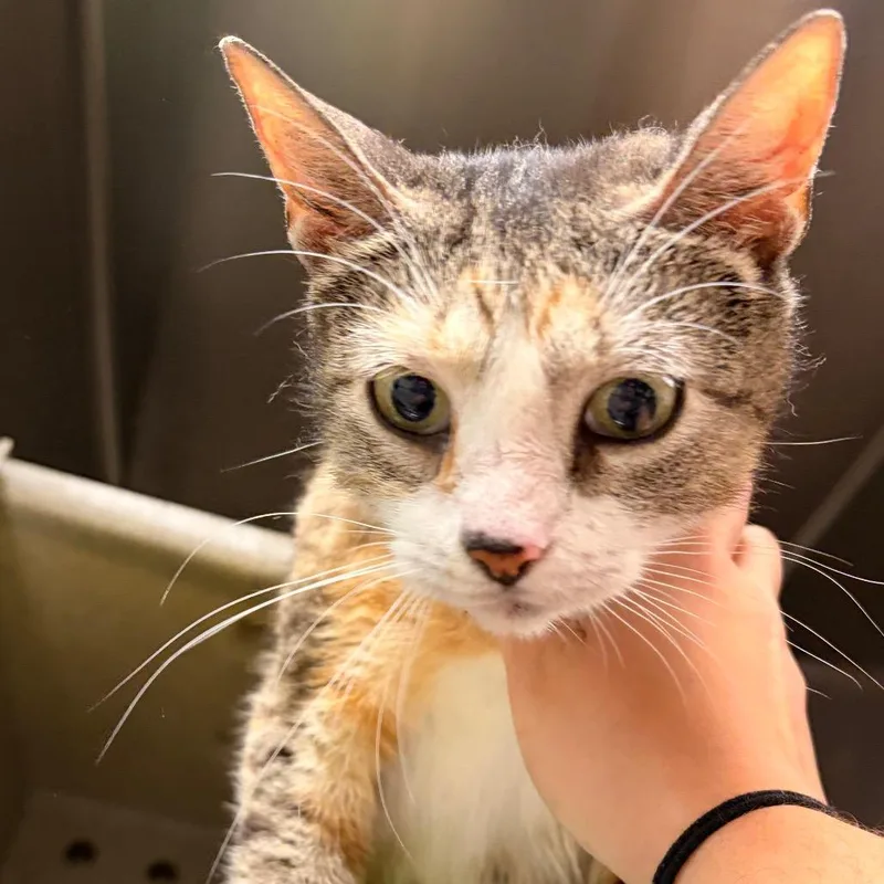 An adult medium-sized female Gray / Blue / Silver Domestic Short Hair cat named Little MaMa for adoption in Philadelphia, PA