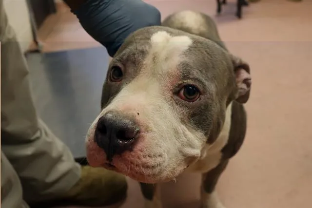 An adult large-sized male Mixed Breed dog named Hagashi for adoption in Columbia, SC