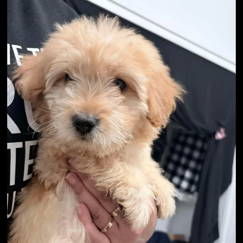 A baby small-sized male Apricot / Beige Maltese dog named Chester for adoption in Brentwood, CA
