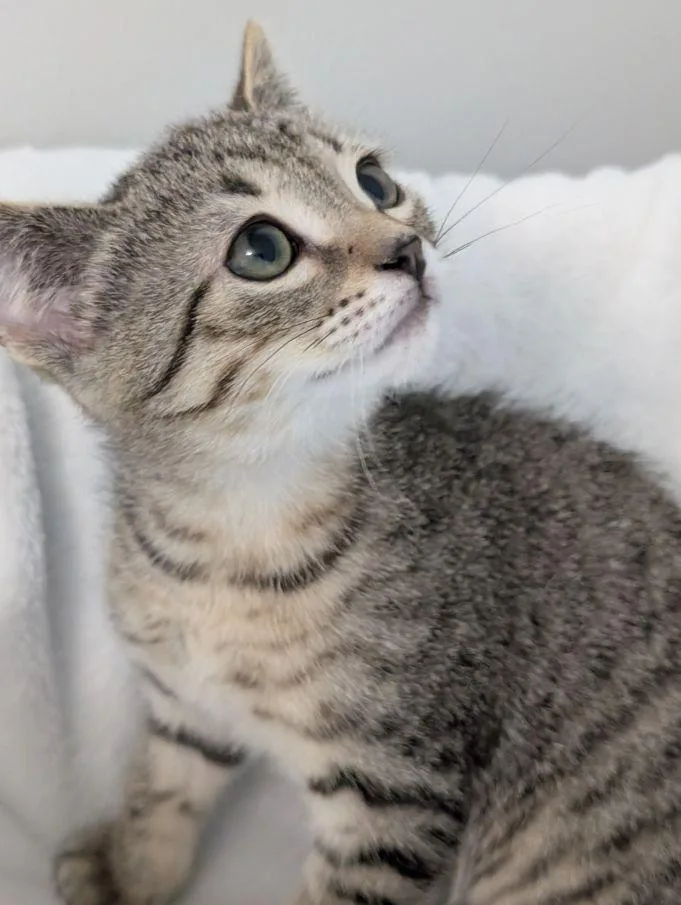 A baby medium-sized male Tabby (Brown / Chocolate) Domestic Short Hair cat named Thumbelino for adoption in Lake Orion, MI