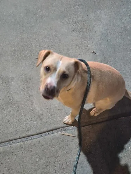 An adult medium-sized female Labrador Retriever dog named Ic Yakami for adoption in Lawrenceville, GA