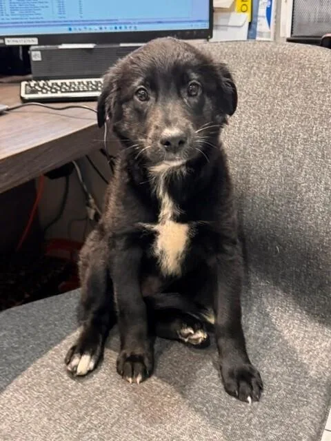 A baby small-sized female Tricolor (Brown, Black, & White) Australian Shepherd dog named Kiwi for adoption in North Reading, MA