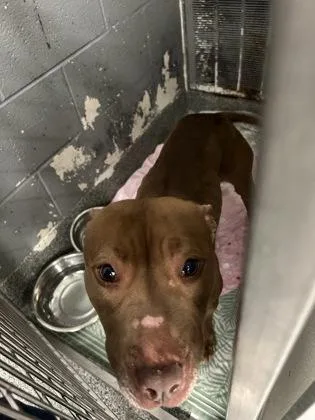 An adult medium-sized female Mixed Breed dog named Jambalaya for adoption in West Chester, PA