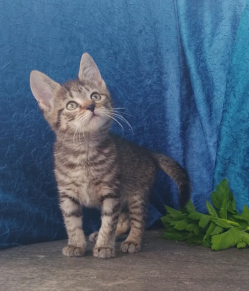 A baby medium-sized female American Shorthair cat named Hazel for adoption in Thorofare, NJ