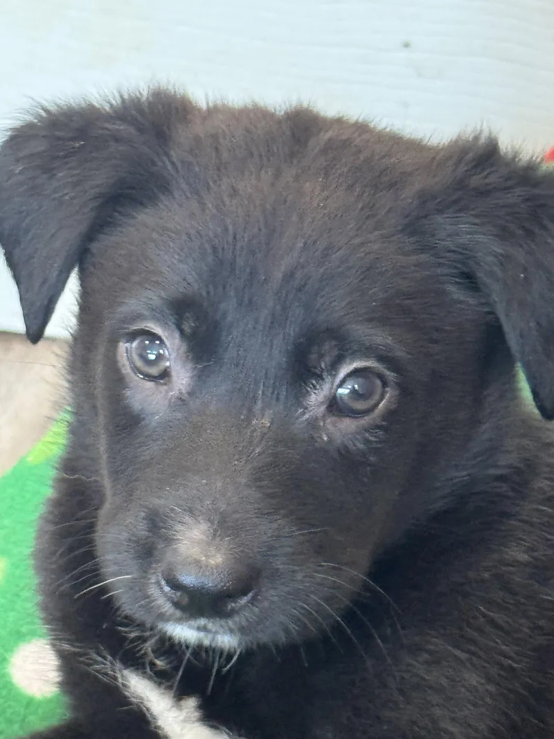 Rosie's Puppy River thumbnail 2