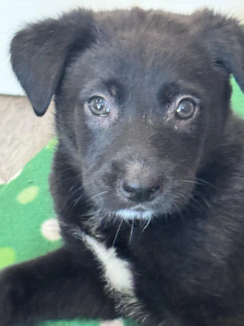 Rosie's Puppy River thumbnail 3