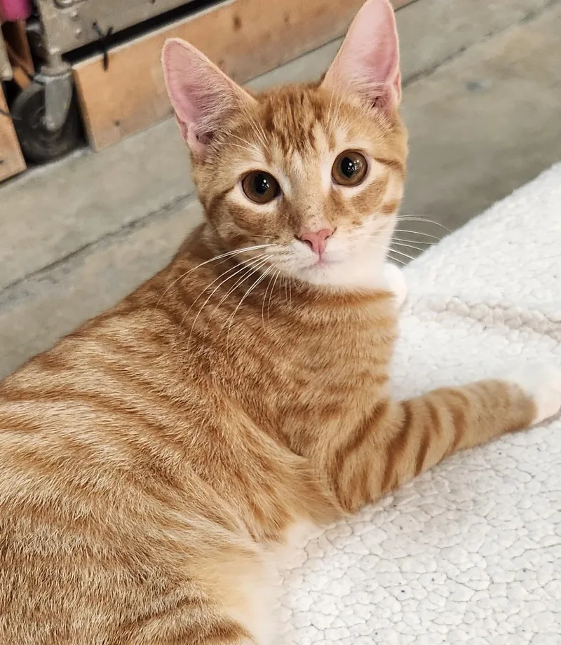 A baby small-sized male Tabby (Orange / Red) Domestic Short Hair cat named Nacho for adoption in San Antonio, TX