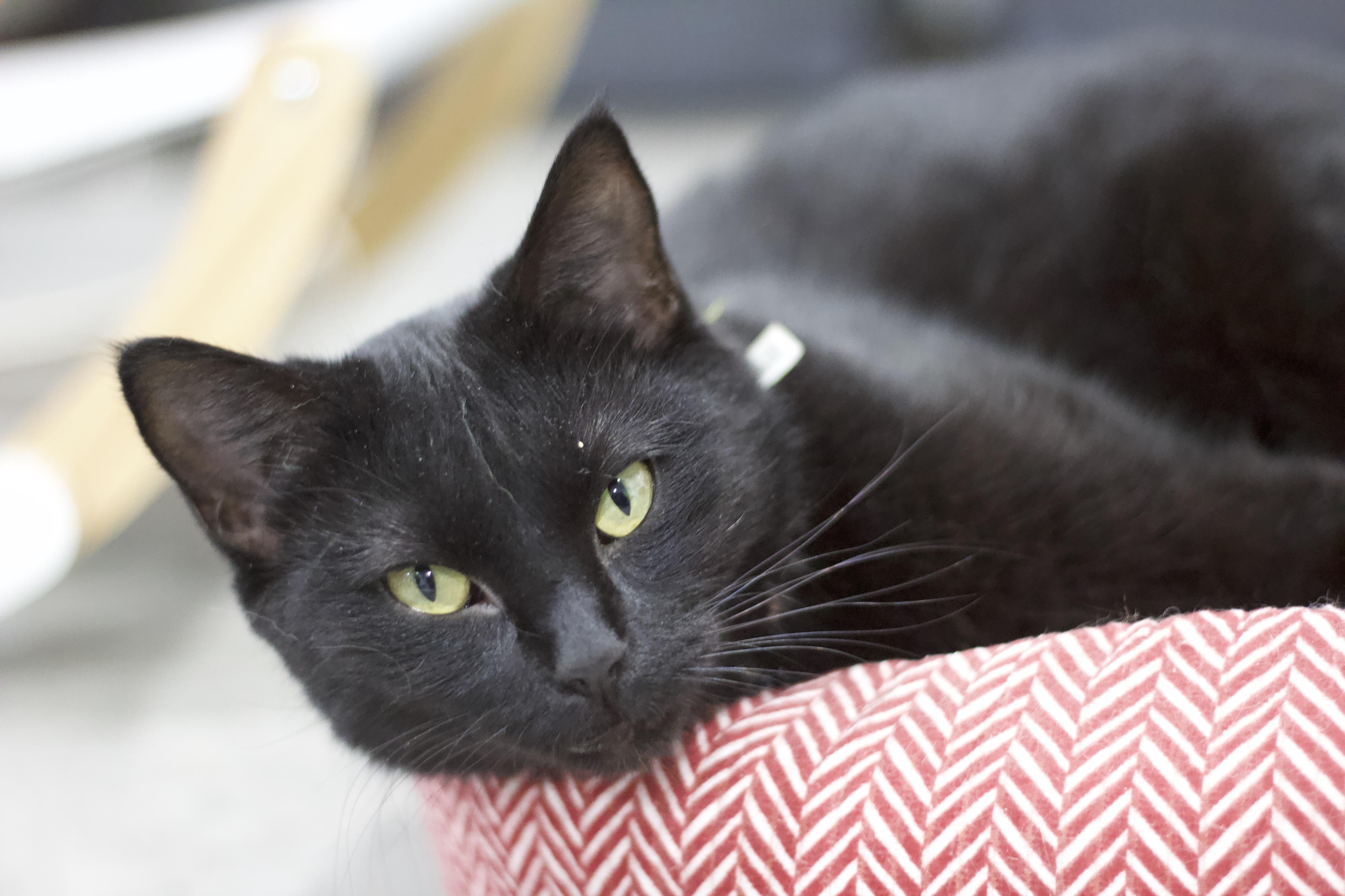 An adult medium-sized male Black Domestic Short Hair cat named Panther for adoption in Ottumwa, IA