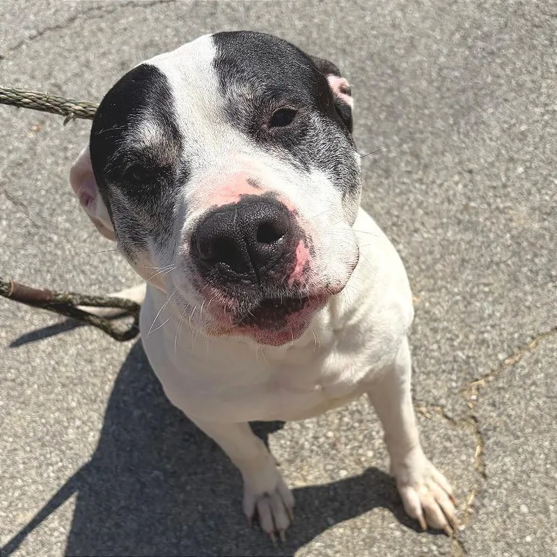 A senior large-sized male White / Cream Mixed Breed dog named Jethro for adoption in Chattanooga, TN