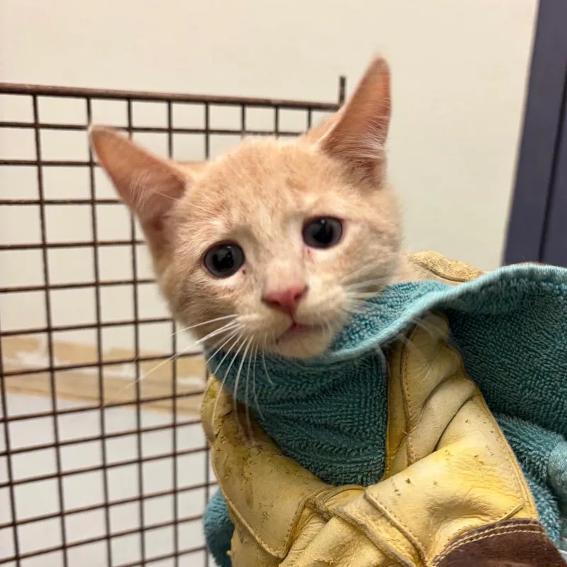 A baby small-sized male Buff / Tan / Fawn Domestic Short Hair cat named Daily Bugle for adoption in Charlottesville, VA