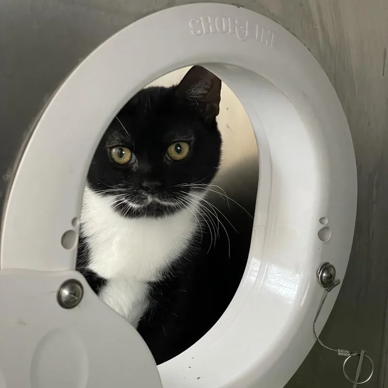 A young small-sized female Black Domestic Short Hair cat named Keigo for adoption in Thomaston, ME