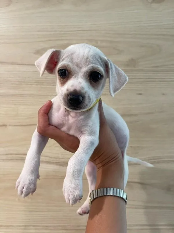 A young medium-sized male Chihuahua dog named Flounder for adoption in Manhattan Beach, CA