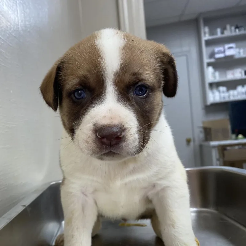 Mercedes thumbnail 4