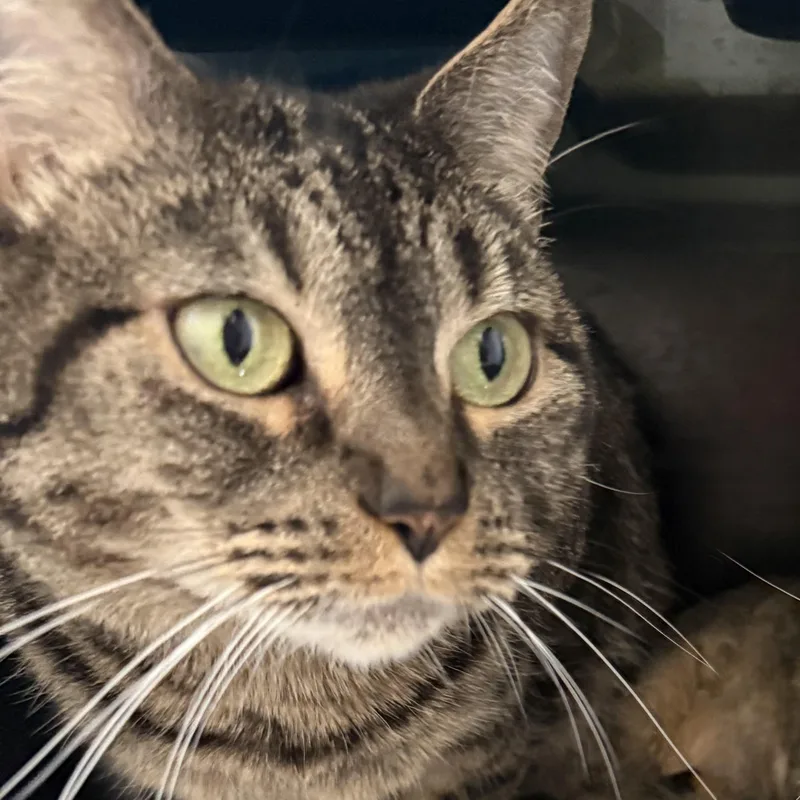 An adult medium-sized female Tabby (Brown / Chocolate) Domestic Medium Hair cat named Tika for adoption in Malibu, CA