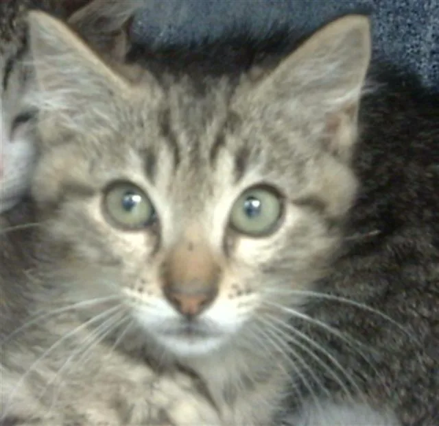 A baby small-sized male Domestic Short Hair cat named Moonie for adoption in Dallas, TX