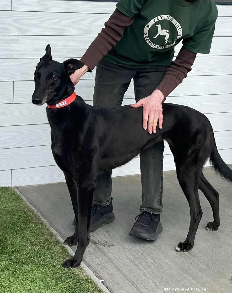 An adult large-sized female Greyhound dog named Leela for adoption in Woodinville, WA