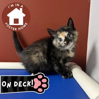 A baby small-sized female Domestic Short Hair cat named Rowan for adoption in Janesville, WI