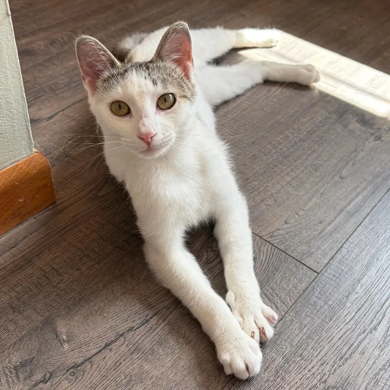 An adult medium-sized female White Domestic Short Hair cat named Gracie for adoption in Chaska, MN