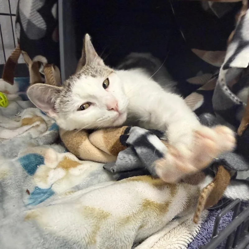 Gracie thumbnail 3