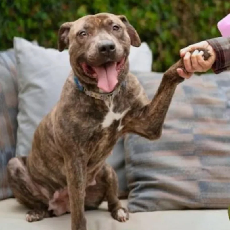 Juliet.the Most Wonderful Personality thumbnail 2